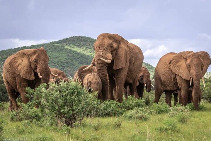 4-Day Maasai Mara & Lake Nakuru Safari — Migration, Big Five & Flamingos photo 4