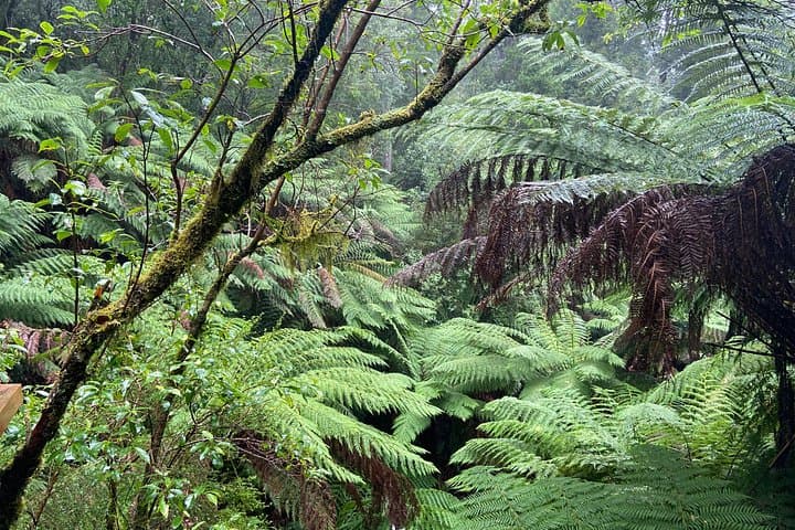 Great Ocean Road Day Tour from Melbourne (Spanish Guide) — 12 Apostles & Otway Rainforest photo 2