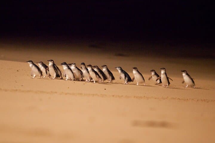 Phillip Island Penguin Parade & Wildlife Tour (Spanish Guide) photo 6