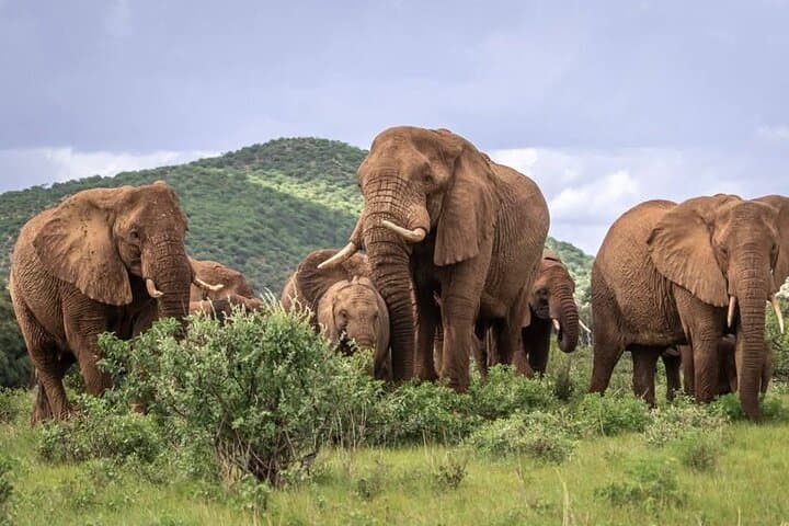3-Day Maasai Mara Migration Safari: Game Drives, Camp Stays & Cultural Encounters photo 4