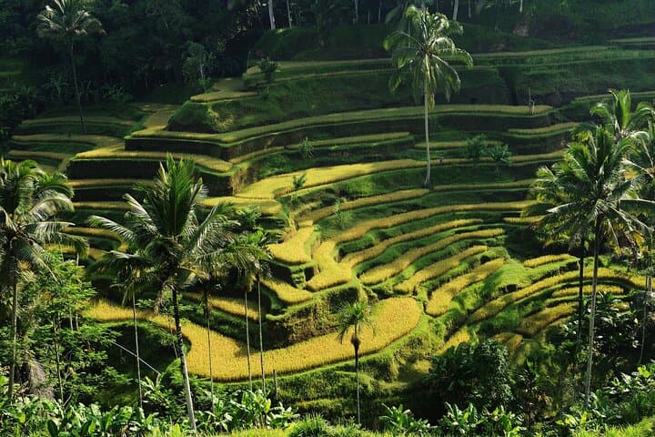 Ubud Waterfalls, Rice Terraces & Tirta Empul: A Day Tour from Ubud photo 3