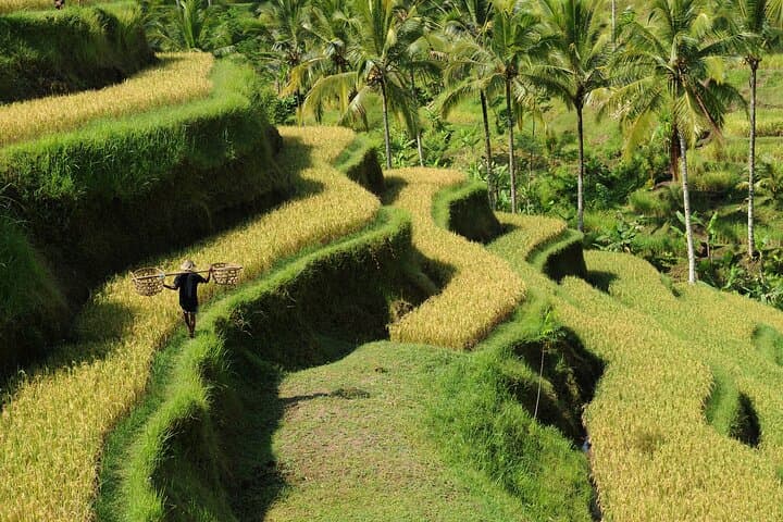 Ubud Waterfalls, Rice Terraces & Tirta Empul: A Day Tour from Ubud photo 5