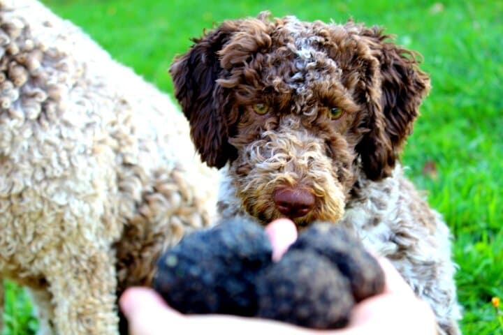 Truffle Hunting near Parma: Dog-Guided Forage & Truffle Lunch in Valmozzola photo 1