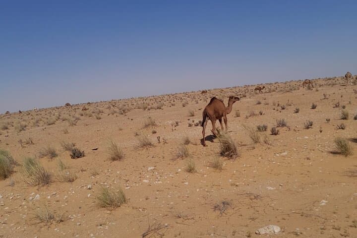 Ksar Ghilane and Tataouine: Sahara Day Trip to Oasis, Ksours & Star Wars Sites photo 6