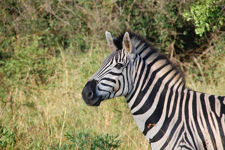 Full-Day Mikumi National Park Safari from Dar es Salaam by Train photo 3