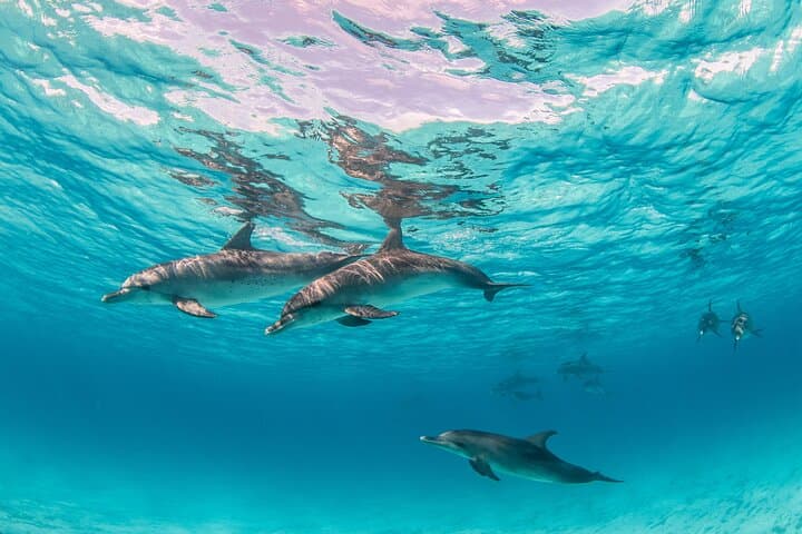 Sharm El Sheikh Dolphin Show — Family Marine Adventure & Education photo 3