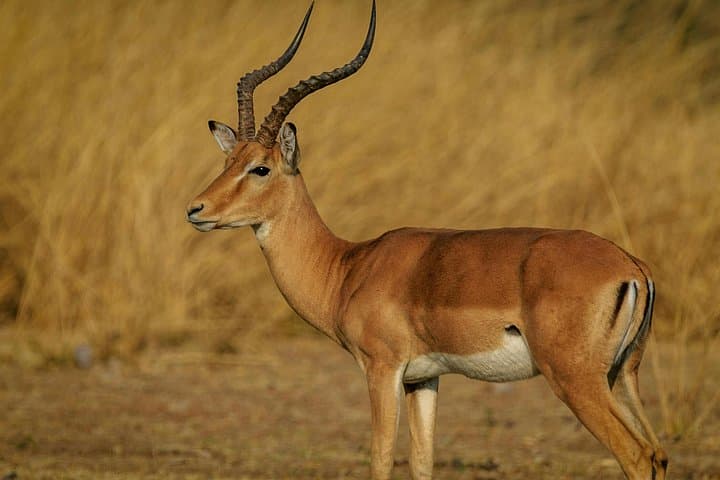 Full-Day Mikumi National Park Safari from Dar es Salaam by Train photo 1