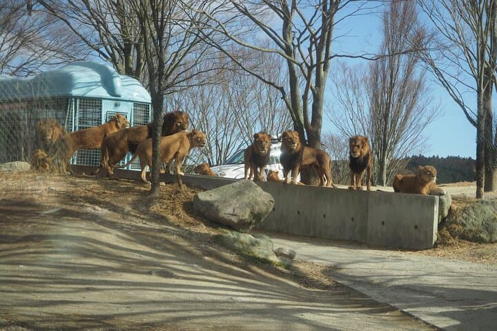 Beppu African Safari & Hells Private Tour — Drive-Through Wildlife and Hot Spring Views photo 4