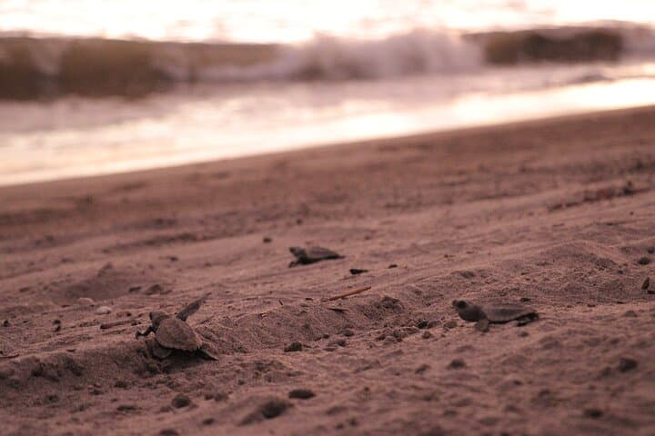 Sunset Turtle Release at Camp Tortuguero: Puerto Vallarta Conservation Experience
