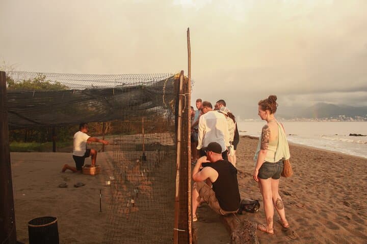 Sunset Turtle Release at Camp Tortuguero: Puerto Vallarta Conservation Experience photo 2