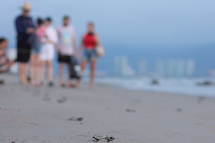 Sunset Turtle Release at Camp Tortuguero: Puerto Vallarta Conservation Experience photo 3