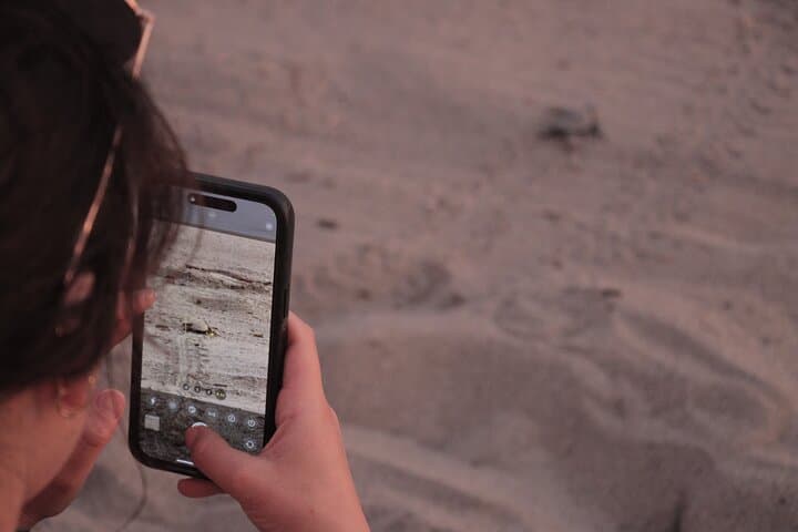 Sunset Turtle Release at Camp Tortuguero: Puerto Vallarta Conservation Experience photo 5