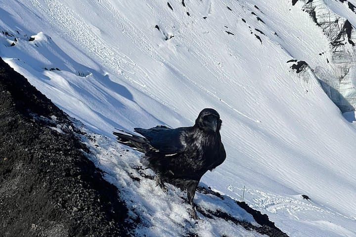 Snaefellsnes Private Tour from Cruise Ports: Kirkjufell, Lava Fields & Seals photo 4