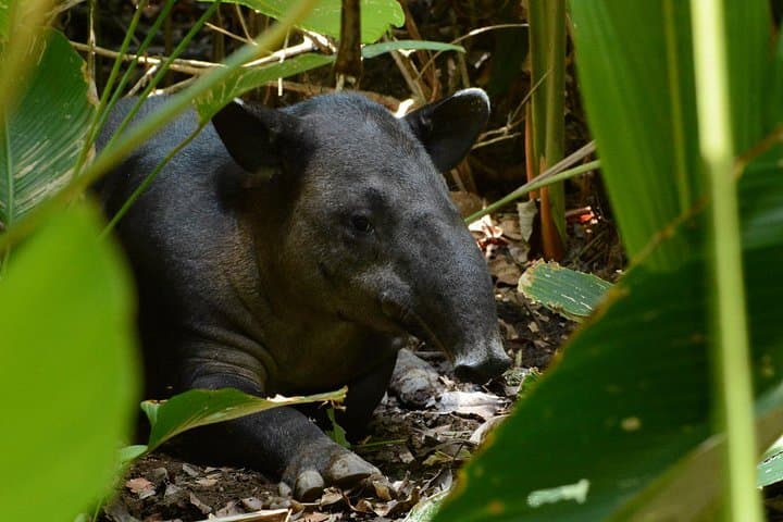 Corcovado National Park Day Hike — Coastal Rainforest & Wildlife from Uvita photo 1