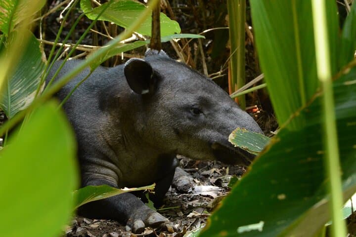 Corcovado National Park Day Hike — Coastal Rainforest & Wildlife from Uvita photo 3