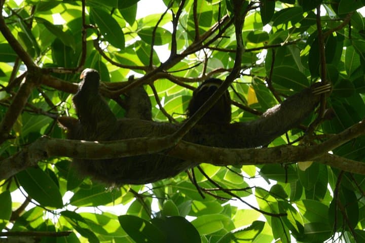 Corcovado National Park Day Hike — Coastal Rainforest & Wildlife from Uvita photo 4