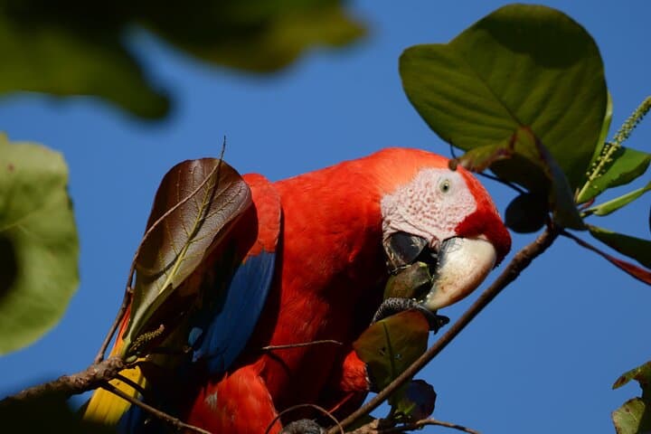 Corcovado National Park Day Hike — Coastal Rainforest & Wildlife from Uvita photo 2