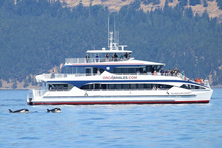 Guaranteed Whale Watch Tour from Anacortes: Salish Sea Orca & Whale Expedition photo 2