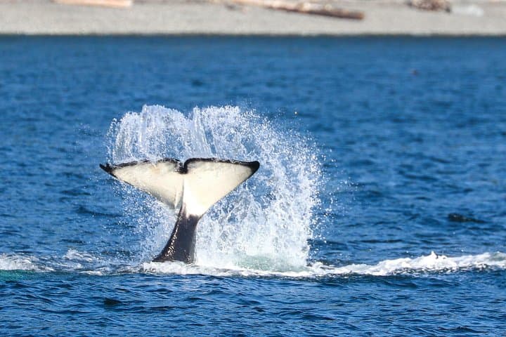Guaranteed Whale Watch Tour from Anacortes: Salish Sea Orca & Whale Expedition photo 3