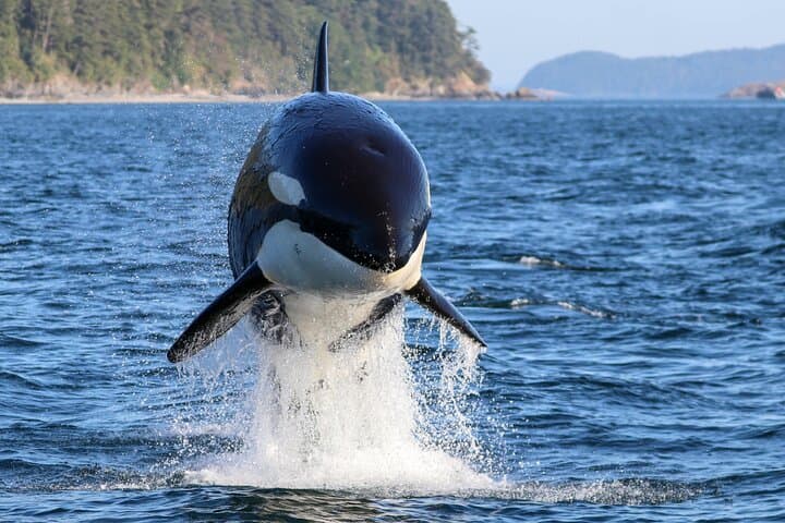 Guaranteed Whale Watch Tour from Anacortes: Salish Sea Orca & Whale Expedition
