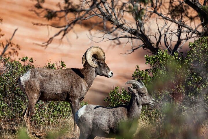 Zion National Park Day Trip from Las Vegas — Guided Shuttle Tour with Picnic photo 6