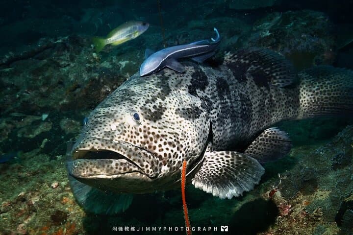 Miri Coral Reef Day Dive: Boat Dives to Borneo's Vibrant Reefs