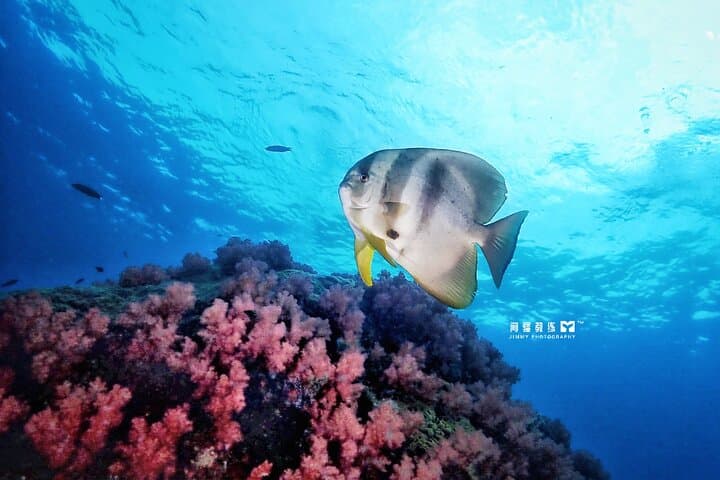 Miri Coral Reef Day Dive: Boat Dives to Borneo's Vibrant Reefs photo 2
