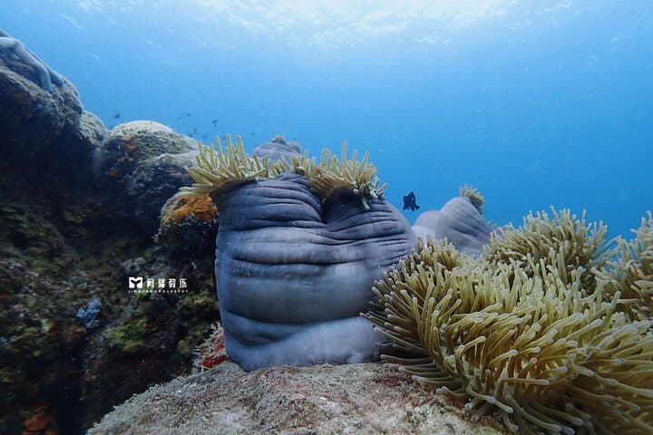 Miri Coral Reef Day Dive: Boat Dives to Borneo's Vibrant Reefs photo 3