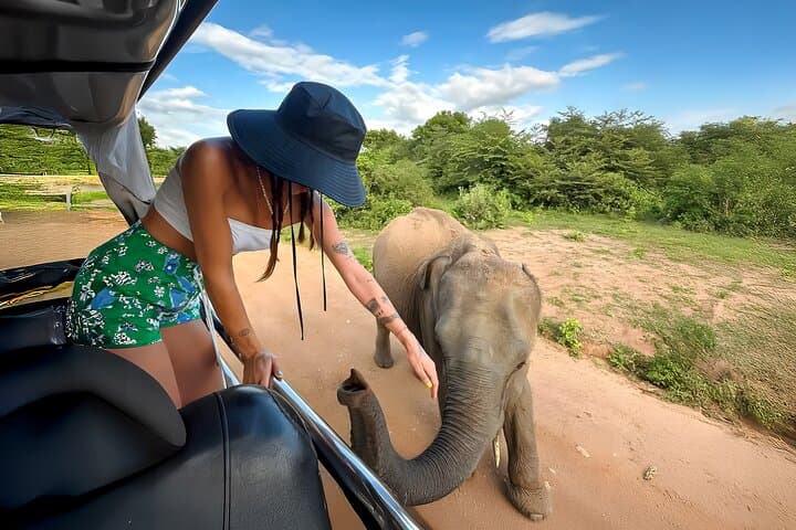 Yala Leopard Safari from Tissamaharama: Shared Jeep Tours and Wildlife Viewing photo 1