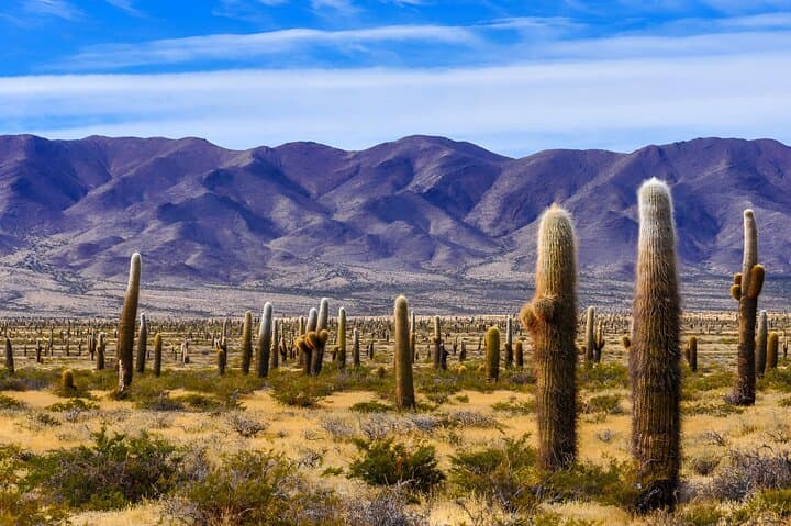 High-Altitude Road Trip: From Salta to Cachi and Los Cardones National Park