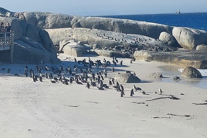 Table Mountain & Boulders Beach Penguins — Private Cape Town Day Tour photo 2