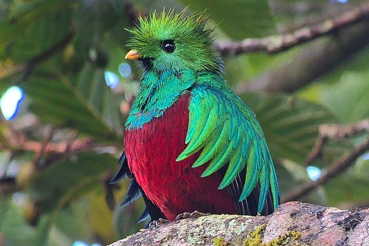 Curi-Cancha Natural History Tour: Cloud Forest Wildlife & Botany in Monteverde