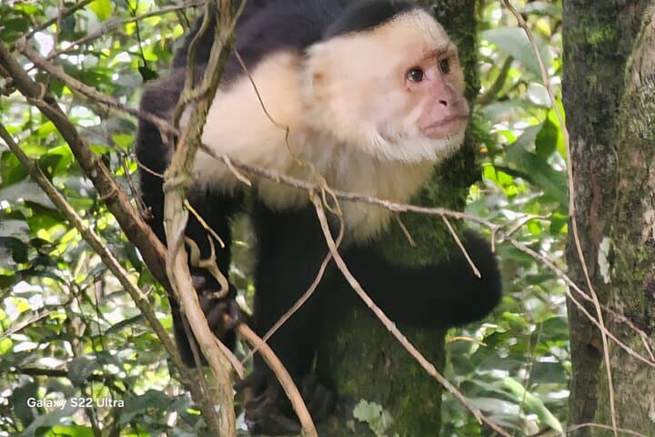 Curi-Cancha Natural History Tour: Cloud Forest Wildlife & Botany in Monteverde photo 2
