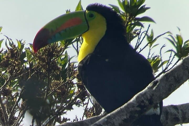 Curi-Cancha Natural History Tour: Cloud Forest Wildlife & Botany in Monteverde photo 3