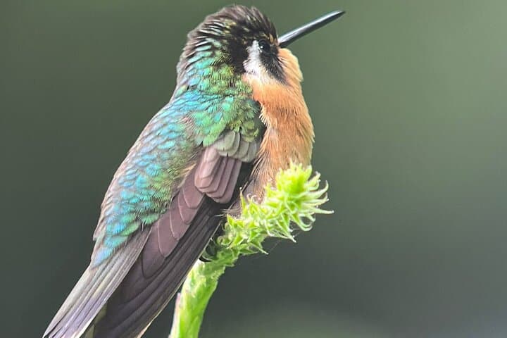 Curi-Cancha Natural History Tour: Cloud Forest Wildlife & Botany in Monteverde photo 4