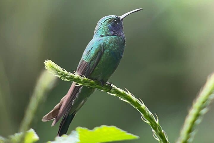 Curi-Cancha Natural History Tour: Cloud Forest Wildlife & Botany in Monteverde photo 6