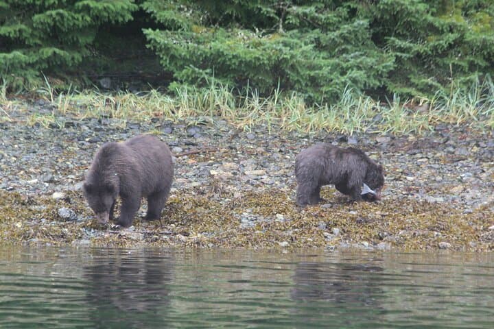 Sitka Sound Marine Wildlife Tour: Whale, Sea Lion & Otter Boat Trip photo 2