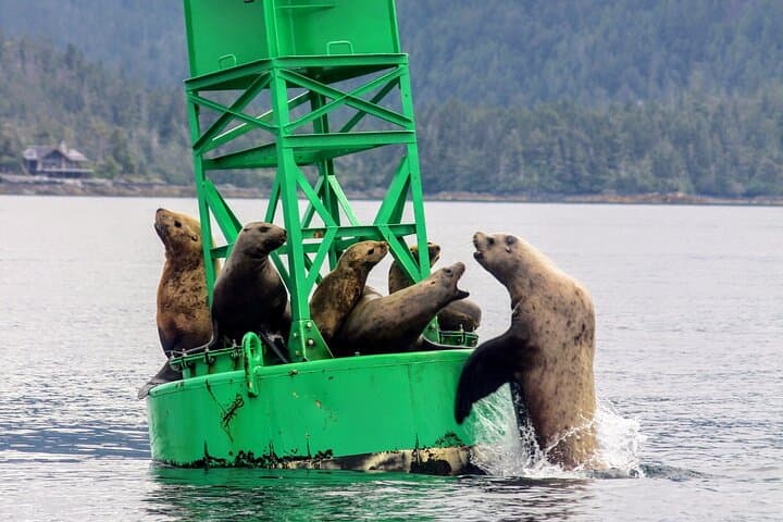 Sitka Sound Marine Wildlife Tour: Whale, Sea Lion & Otter Boat Trip photo 5