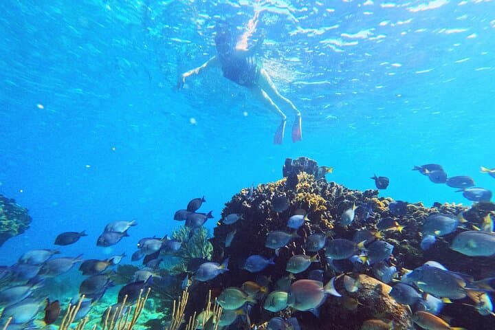 Soar and Snorkel: Roatan Zipline and Snorkel Adventure photo 2