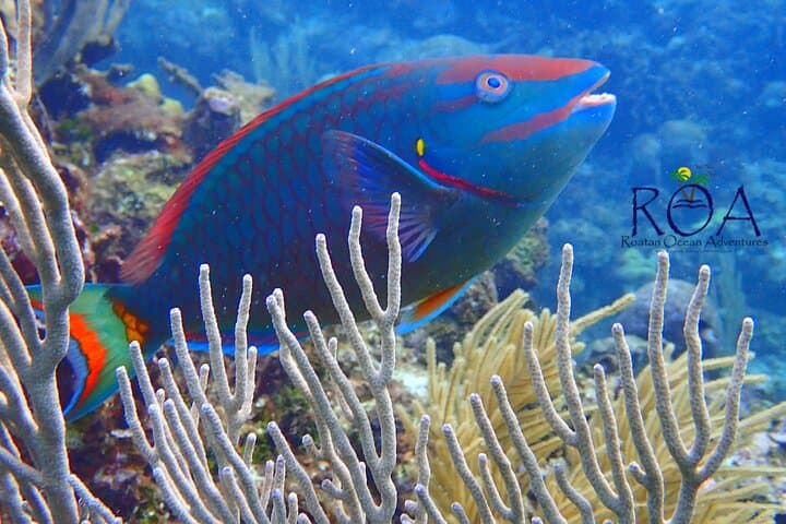 Soar and Snorkel: Roatan Zipline and Snorkel Adventure photo 4