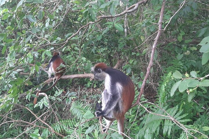 Explore Jozani Forest: Half-Day Mangrove Walk & Red Colobus Encounter