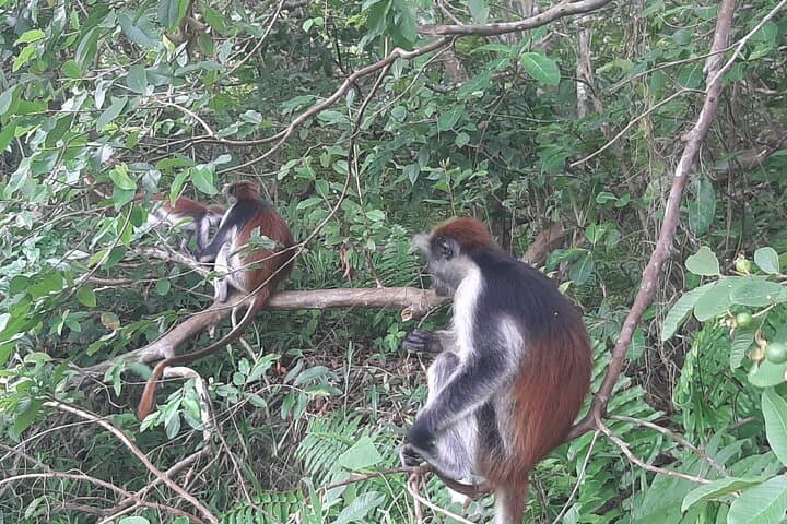 Explore Jozani Forest: Half-Day Mangrove Walk & Red Colobus Encounter photo 2