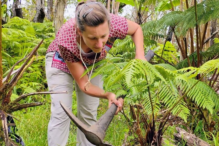 Hands-On Hapuu Fern Cultivation and Citrus Tea in Hawaii's Rainforest photo 5