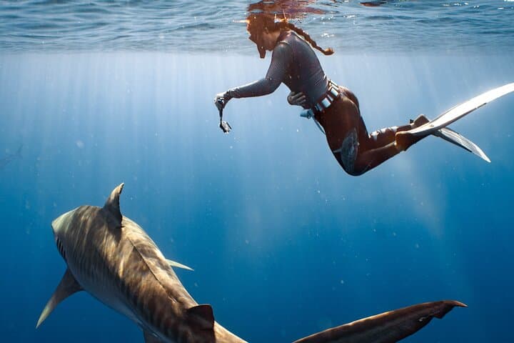Swim with Sharks Off Oahu’s North Shore: No-Cage Educational Dive photo 6