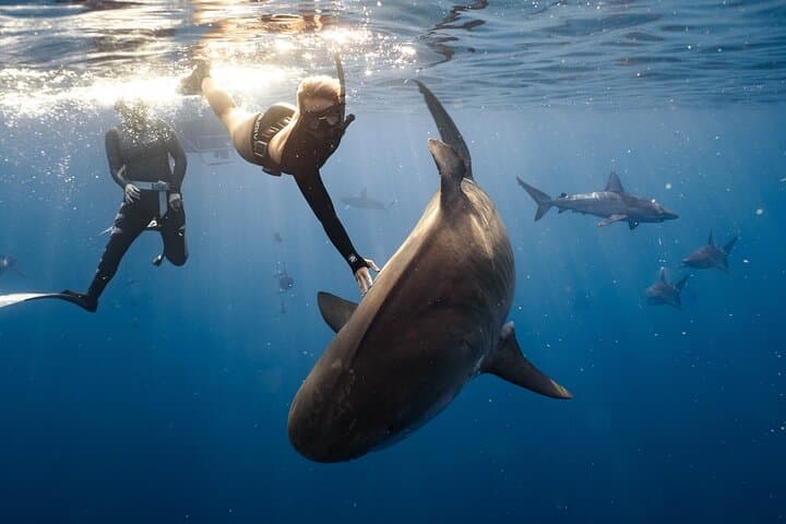 North Shore Oahu Private No‑Cage Shark Dive — Guided Charter photo 4
