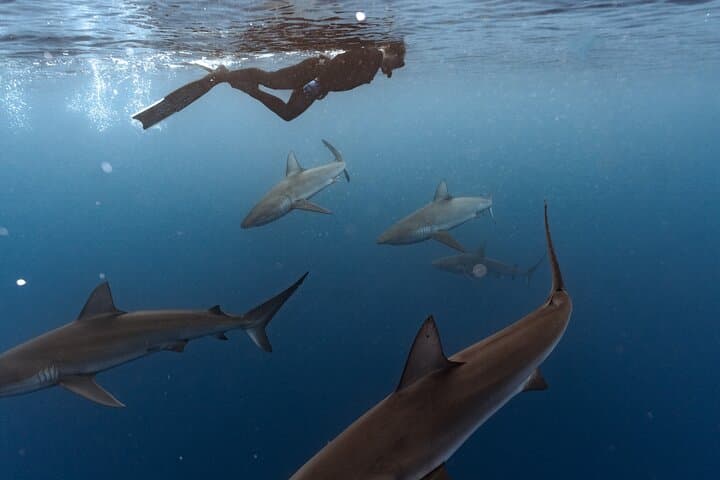 Swim with Sharks Off Oahu’s North Shore: No-Cage Educational Dive photo 2