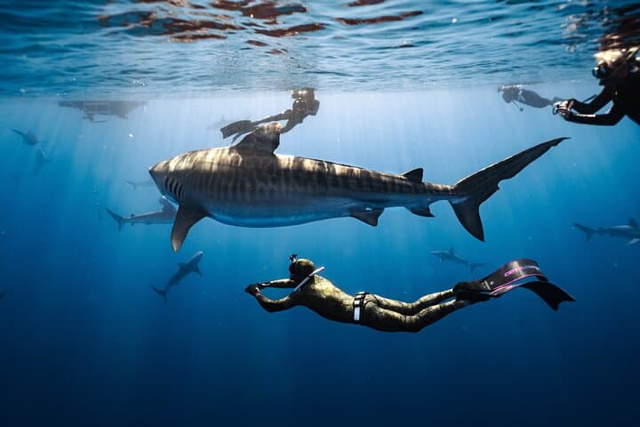 Swim with Sharks Off Oahu’s North Shore: No-Cage Educational Dive photo 5