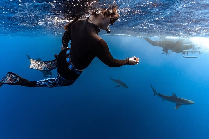 Swim with Sharks Off Oahu’s North Shore: No-Cage Educational Dive photo 4