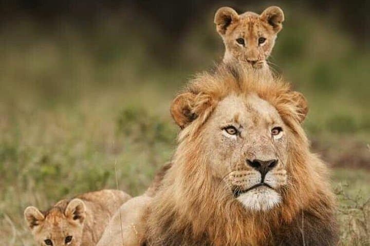 3-Day Mikumi Safari from Zanzibar — Ferry, Train & Full-Day Game Drives photo 1