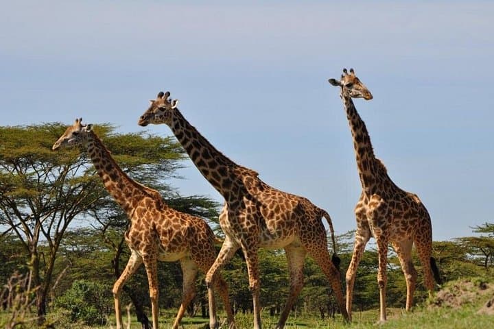 3-Day Mikumi Safari from Zanzibar — Ferry, Train & Full-Day Game Drives photo 3